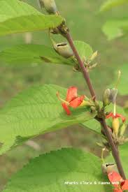 Image result for Helicteres