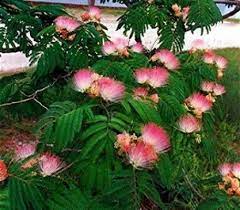 Pin On Gardens