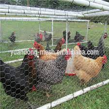 Sejatinya, kadang ayam petelur dari kawat dihasruskan kawat yang tahan karat dan berkualitas sehingga ayam tidak terkontaminasi bakteri. Kandang Ayam Dari Jaring Kawat Tentang Kolam Kandang Ternak