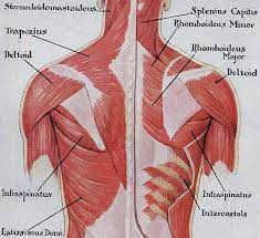 A chart for men, showing average male weight range, average weight for men, changes with age and other facts. Muscles Of The Back Human Anatomy Muscle Anatomy Vintage Medical