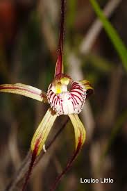 Image result for Gnidia chapmanii