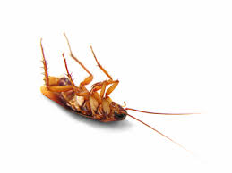 Click here to learn all about roaches including interesting cockroach facts, types of roaches, cockroach identification, life cycle, and top roach faq's. Roach Control Damascus Md Cockroaches Of Dhs Backyard Bug Patrol