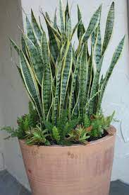 Sansevaria And Foxtail Fern Garden Containers Small Plants Outdoor Gardens Design
