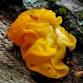 Mycology Hike on the Stookey Preserve, Mariposa event image