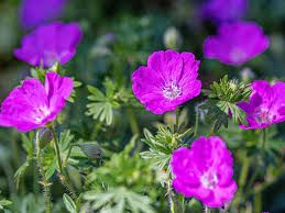 Maybe you would like to learn more about one of these? How To Grow And Care For Hardy Geraniums Cranesbill Lovethegarden