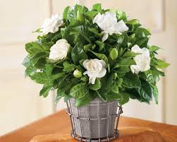 You simply have to know what the plants need to stay happy, and give it to them. Growing Gardenias In Pots Gardenia Tree Care And How To Grow It Balcony Garden Web