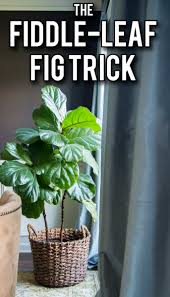 Fiddle leaf figs only need to go up a pot size when they are root bound. The Fiddle Leaf Fig Trick How To Keep Your Tree Strong And Healthy View Along The Way