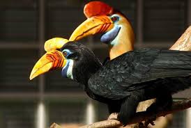 Submitted 1 month ago by jasonthezoologist. Sarawak Destination Guide Southeast Asia Backpacker Magazine