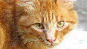 kedilerin yuzundeki siyah lekeler ne anlama gelir cute kittens kedi tekir kediler