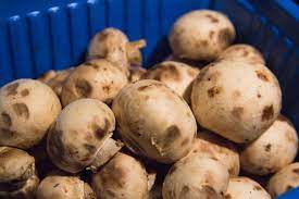 How Long Do Mushrooms Last How To Tell If They Are Off New Idea Food