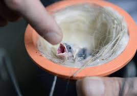 Check spelling or type a new query. Turkish Bird Breeders Fly High With Champion Canaries Daily Sabah