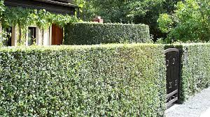 Ligusterhecken legen ein recht starkes wachstum an den tag und sollten deshalb zwei mal pro jahr in form gebracht werden: Ligustrum Vulgare Atrovierens Schwarzgruner Liguster Beste Heckensorte