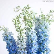 Light Blue Delphinium Flower Delphinium Flowers Blue Flower Arrangements Blue Delphinium