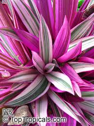 Picked one up in spring or early summer to give it a try. Tradescantia Spathacea Rhoeo Spathacea Tradescantia Discolor Boat Lily Rheo Oyster Plant Moses In The Boat Toptropicals Com