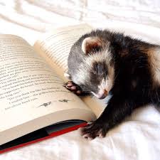 42 Funny Ferrets That Just Want To Play With You | Bored Panda