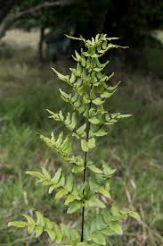 Image result for Cheilanthes viridis