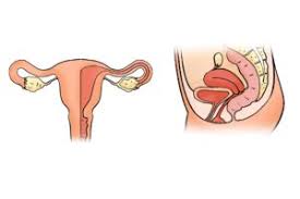 Dies wird auch myometrium genannt. Gebarmutterhals Anatomie Funktion Beschwerden Krank De