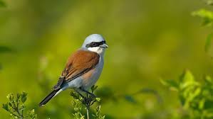 kizil sirtli orumcek kusu animals bird