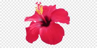 Hibiscus tea has been known to prevent hypertension, lower blood pressure, reduce blood sugar levels, keep your liver healthy, help with menstrual hibiscus flowers are not the part you use for this tea! Hibiscus Tea Edible Flower Flower Herbaceous Plant Food Png Pngegg