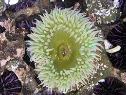 Image result for Aneilema chrysopogon