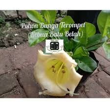 Melalui mewarnai, kreatifitas dan imajinasi seorang anak akan semakin berkembang. Tanaman Bunga Terompet Kuning Rambat Shopee Indonesia