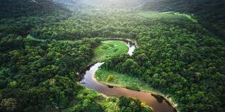 Learn about some of the most remarkable rainforest animals, from the this dolphin occupies the murky waters of the amazon and orinoco basins of south america, and is frequently found swimming among the trees in the flooded forest. Rainforest Facts And Importance Amazon Rainforest Animals Plants And More