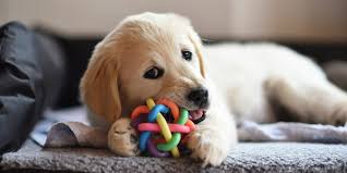 Maybe you would like to learn more about one of these? Most Important Tips And Tricks For Adopting A Dog From A Shelter