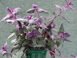 Image result for Gynura