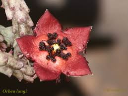 Image result for Orbea knobelii