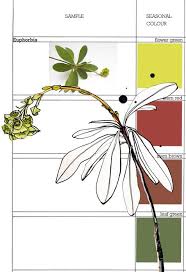 Planet Sam Colour From The Season Euphorbia Green Watercolor Flower Art Plant Sketches Botanical Drawings