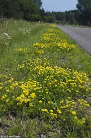 Image result for Lotus corniculatus