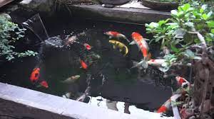 Namun untuk jenis ikan koi, bentuk kolam harus dibuat berundak dan memiliki air terjun buatan. Kolam Ikan Koi Di Depan Rumah Youtube