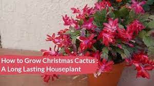 Unlike other cacti, the christmas cactus (schlumbergera x buckleyi) and its relatives don't live in hot, arid environments such as deserts or plains. Christmas Cactus Care How To Grow This Long Lived Flowering Succulent Houseplant Joy Us Garden Youtube