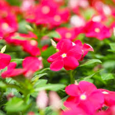 American meadows has been supplying gardeners with the best wildflower seeds, perennials, bulbs. Hot Summer Plants For Your Texas Garden Calloway S Nursery