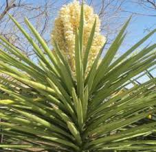 Below we've summarized basic care. Banana Yucca Horticulture Unlimited