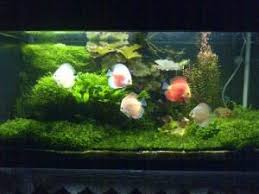 Tempat belanja kebutuhan ikan hias air tawar, ikan tropis, ikan hias air laut import maupun lokal di daerah tangerang dan kota tangsel terlengkap dan murah singgahlah di toko ikan hias terdekat dari lokasi / rumah anda. 17 Aquarium Air Laut Ideas Aquarium Air Aquascape
