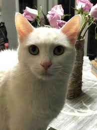 My beautiful girl still missing. 4 year old female house cat. Last seen  Sunday morning around the garden road area. Please everyone keep a eye out  for her and if you see