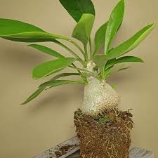 Maybe you would like to learn more about one of these? Bouvardia Hybriden Bouvardien