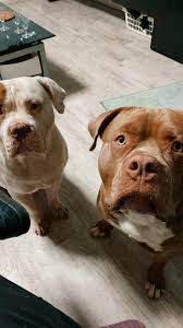 Maybe you would like to learn more about one of these? My Love American Bully Xxl Americanbully