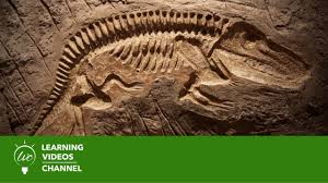 We did not find results for: Fossils Dinosaurs Real World Science On The Learning Videos Channel Youtube