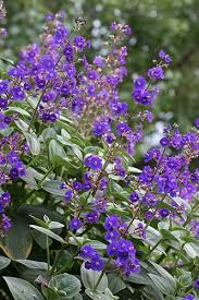 Image result for Mechowia grandiflora