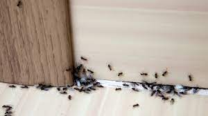 Finding where the carpenter ants live. Ants In Kitchen How To Get Rid Of Ants In The Kitchen Pest Samurai