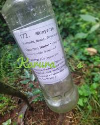 Image result for Drypetes gerrardii