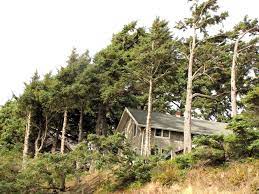 As indicated, it depends on the type of evergreen tree and where the branches were. Should You Limb Up Evergreen Trees Opinion Dailyastorian Com