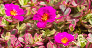 The compounds of purslane include dopamine, citric acid, malic acid, glucose, alanine etc. Purslane Health Benefits Of This Edible Weed