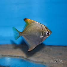 Image result for Monotes engleri