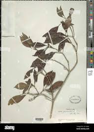 Image result for Cordia goetzei