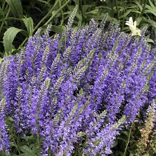 MAGIC SHOW® 'Wizard of Ahhs' Veronica