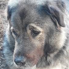 מי הוא דדי ברנע, ראש המוסד הבא? Rosanna Rosannamrtnz Twitter