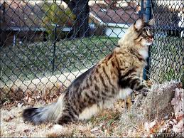 They enjoy being playful and interacting with the whole family but they also enjoy showing affection and cuddling up with the ones they love. The Essentials Of Maine Coon Kittens Virginia That You Can Learn From Beginning Immediately Irkincat Com